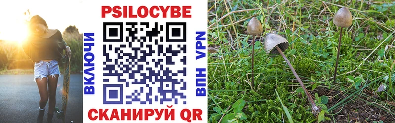 наркотики  Чкаловск  Галлюциногенные грибы Cubensis 